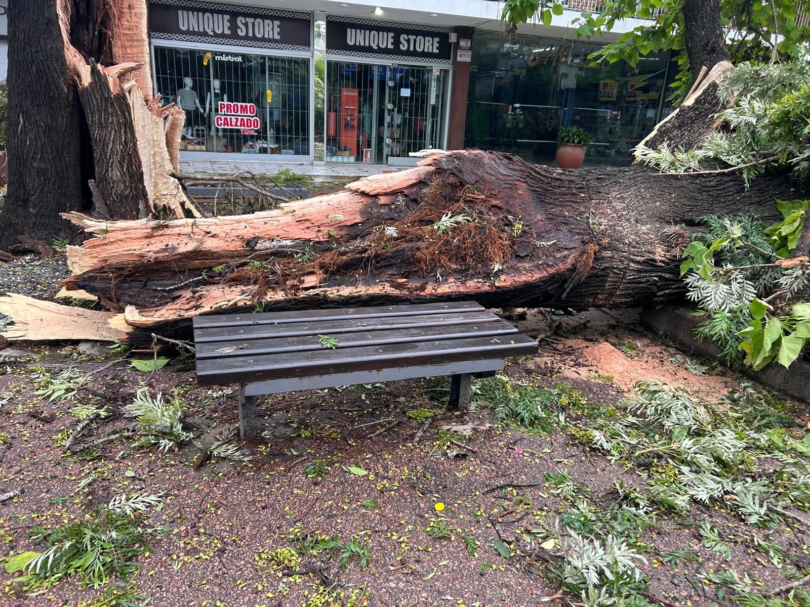 Varias caídas de árboles reportadas en Uruguay (Intendencia de Canelones)