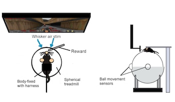 El sistema incluye una pantalla