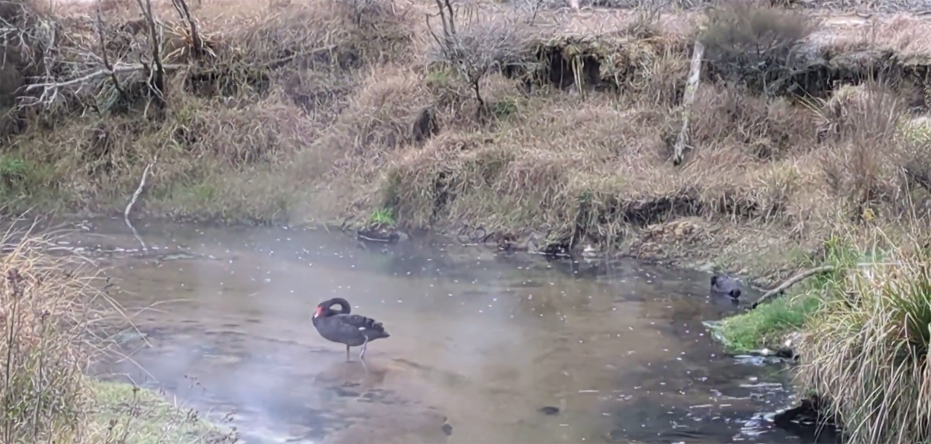 El acicalamiento permite a las aves limpiar y ordenar sus plumas y puede retirar organismos externos como piojos y ácaros