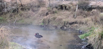 Un cisne negro de pico rojo permanece en un arroyo poco profundo rodeado por orillas de hierba seca