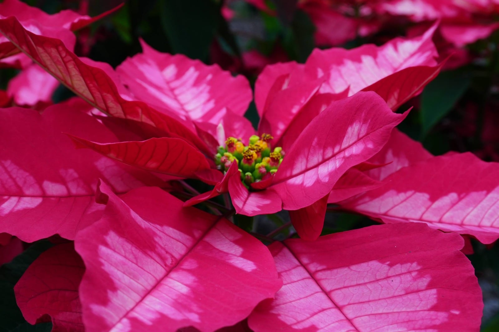 La SEDEMA impulsa la compra de nochebuenas del suelo de conservación, donde 216 productoras y productores sembraron 1.8 millones de plantas, la cifra más alta en cinco años gracias al Programa Altépetl. (Sedema)