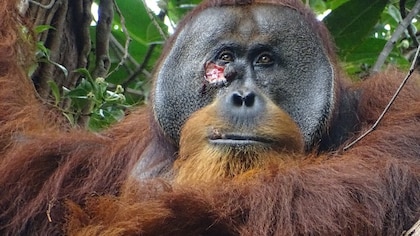 Un orangután logra curarse con una planta medicinal