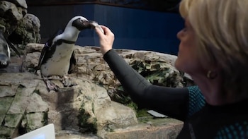 Tienen más de 30 años, glaucoma y artritis: la vida de los pingüinos más longevos de Boston