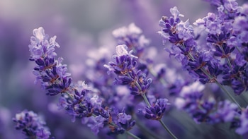 La lavanda te ayuda a dormir, pero solo funciona si no cometes ninguno de estos tres errores