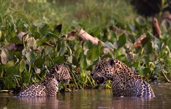 El Día Mundial de los Humedales se celebra cada 2 de febrero, fecha en la que se adoptó la Convención en Ramsar, Irán, en 1971 (REUTERS/Sergio Moraes)