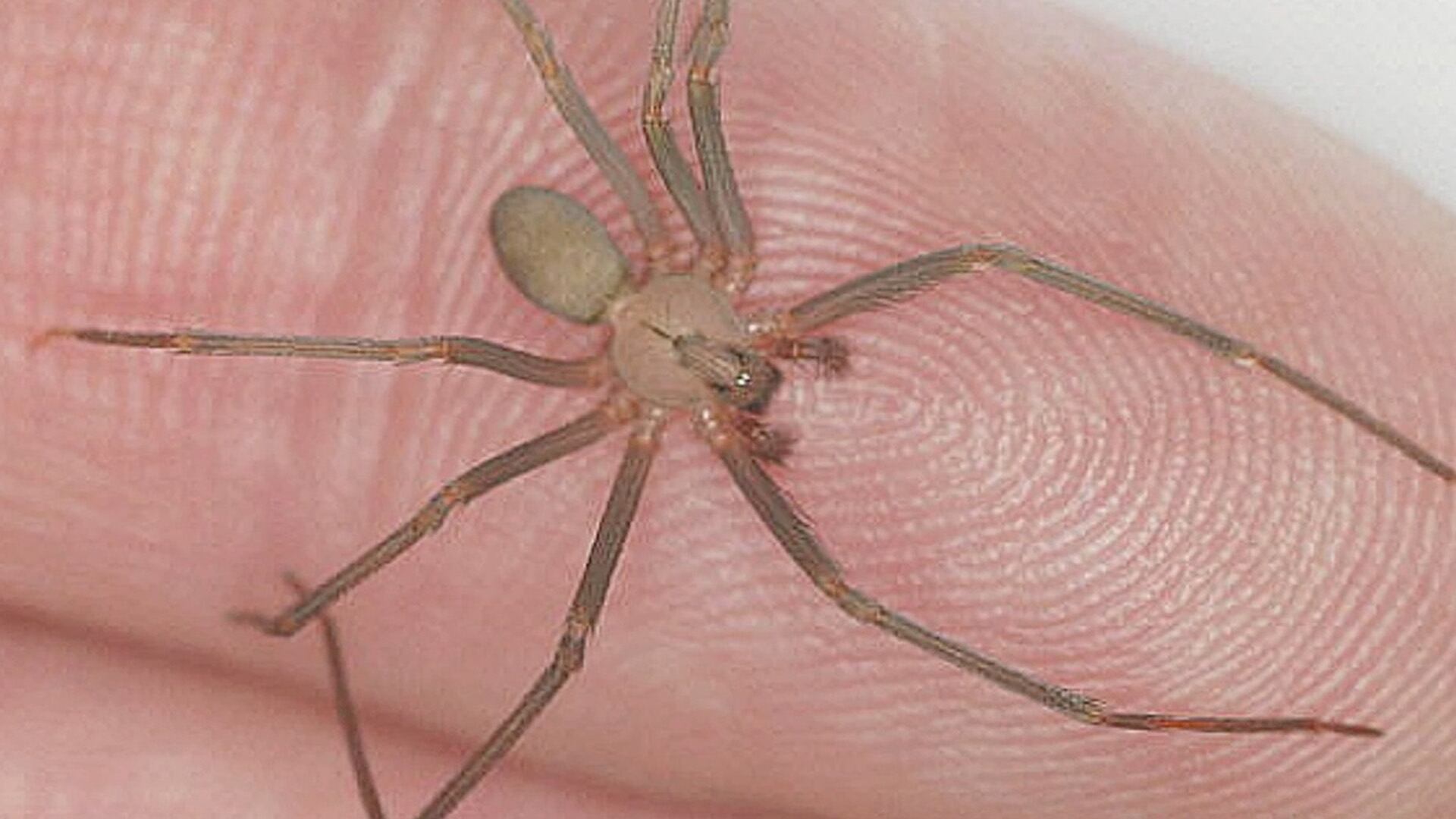 Así puedes identificar la picadura de una araña violinista. Crédito: Gobierno de México/Secretaría de Salud.