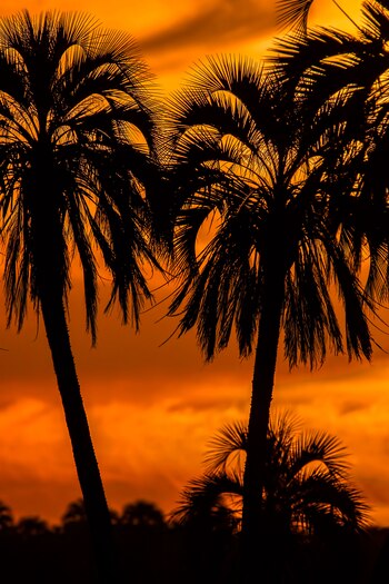 Palmeras Yatay (Butia yatay) se