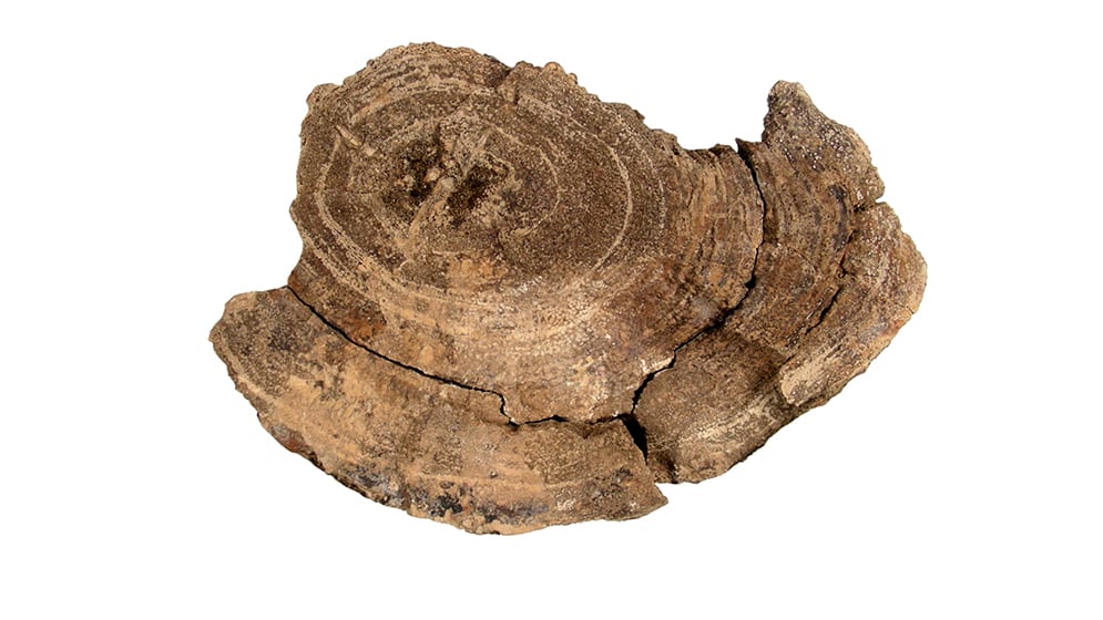 Investigadores del CONICET descubrieron fósiles de jarilla en Potrerillos, Mendoza, que aportan datos sobre los ambientes áridos del sur argentino (CONICET)