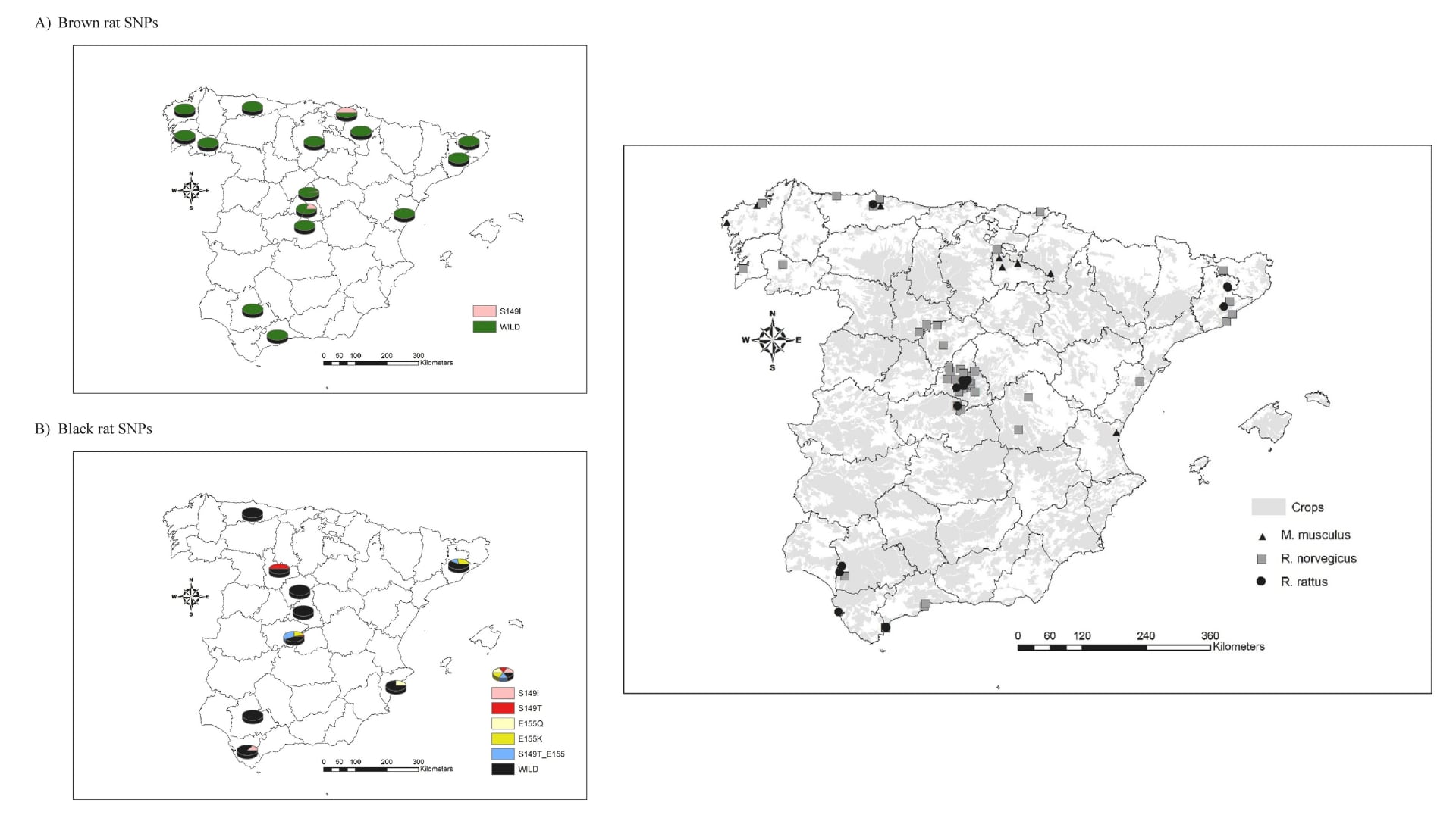 Ubicación geográfica de los SNP detectados durante el análisis de ADN del exón 3 de Vkorc1 en A) rata parda y B) rata negra en España y localización de las muestras (N = 96) recibidas en España (Science Direct)