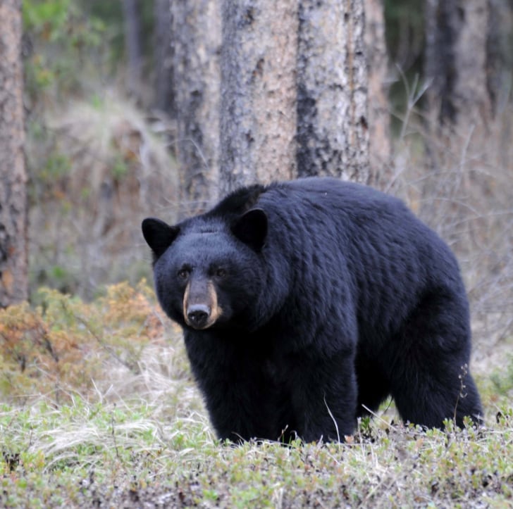 La urbanización en zonas próximas a hábitats silvestres incrementa la frecuencia de encuentros y eleva los riesgos para la seguridad de personas y animales (US Forest Service)
