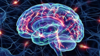 Un modelo matemático revela cómo se conectan las regiones cerebrales