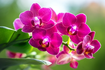 Las orquídeas, una de las