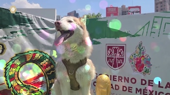 Perro husky blanco y marrón con arnés, sentado. Detrás, una pancarta blanca con texto verde y logotipos del Gobierno de la Ciudad de México. Un trofeo dorado.