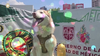 Jornada de adopción de mascotas en CDMX: dónde y cuándo puedes llevar a casa un perro o gato