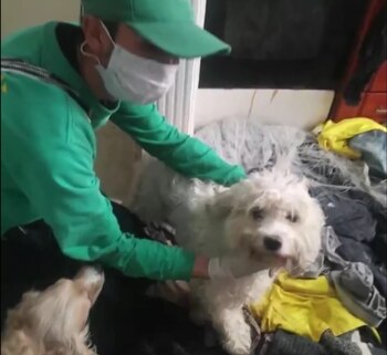 38 perros eran maltratados en