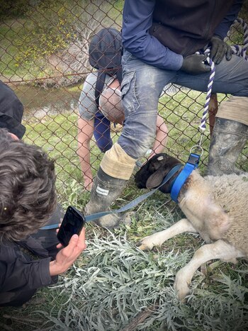 En el refugio, Sherman supera