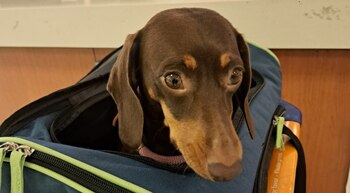 Algunos requisitos varían dependiendo de