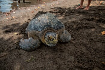 Un equipo del Centro de Conservación Marina de la Asociación Guatemalteca de Historia Natural y el Zoológico La Aurora libera el 23 de julio de 2020 una tortuga verde de la especie Chelonia mydas Agassizii hacia el océano Pacífico, en la playa de El Paredón en el municipio de Sipacate (Guatemala), para liberarla después de 9 meses de tratamiento médico luego de que una lancha le rompiera el caparazón y casi la matara en noviembre de 2019. EFE/ Esteban Biba