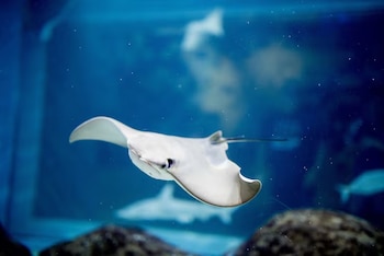 Una raya blanca con una cola larga y delgada nada hacia la izquierda en un acuario de fondo azul, con rocas oscuras y un pez borroso al fondo