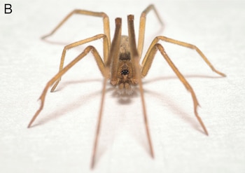 Una araña Pikelinia floydmuraria de color marrón claro, con ocho patas largas y delgadas, fotografiada de frente sobre un fondo blanco