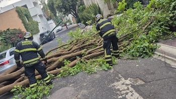 Caen árboles y cables en CDMX por vientos intensos en estas alcaldías