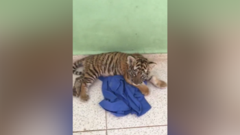 Profepa y GN rescataron a