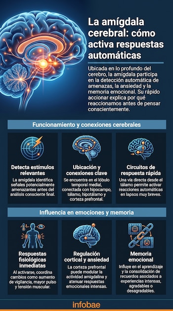 Diagrama del cerebro humano con la amígdala resaltada, acompañado de seis paneles con íconos y texto sobre su función en emociones y memoria. Fuente: Infobae.