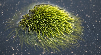 El musgo Warnstorfia fluitans y