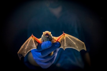 La transmisión de enfermedades de