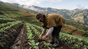 Una persona con ruana, sombrero y botas agachada frente a surcos de hortalizas en un paisaje de colinas cultivadas.