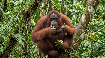 Un orangután de pelaje rojizo sentado en la rama de un árbol, con hojas verdes en la boca y sosteniendo tallos claros con las manos, rodeado de vegetación.
