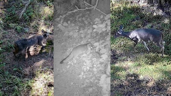 Desierto de los Leones