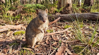 Un pequeño marsupial marrón de pie sobre sus patas traseras en un bosque. El suelo está cubierto de hojas secas, ramas, musgo y plantas verdes. Hay árboles de fondo.