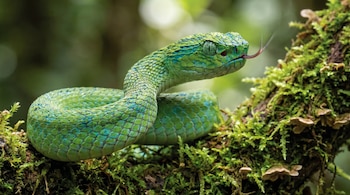 Una víbora de pestañas verde esmeralda con escamas detalladas y ojos amarillos, saca su lengua bífida mientras se enrolla sobre una rama cubierta de musgo.