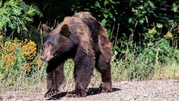 Un incremento en la actividad de osos negros impulsa nuevas alertas en el área de Tahoe