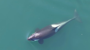 A killer whale swims with