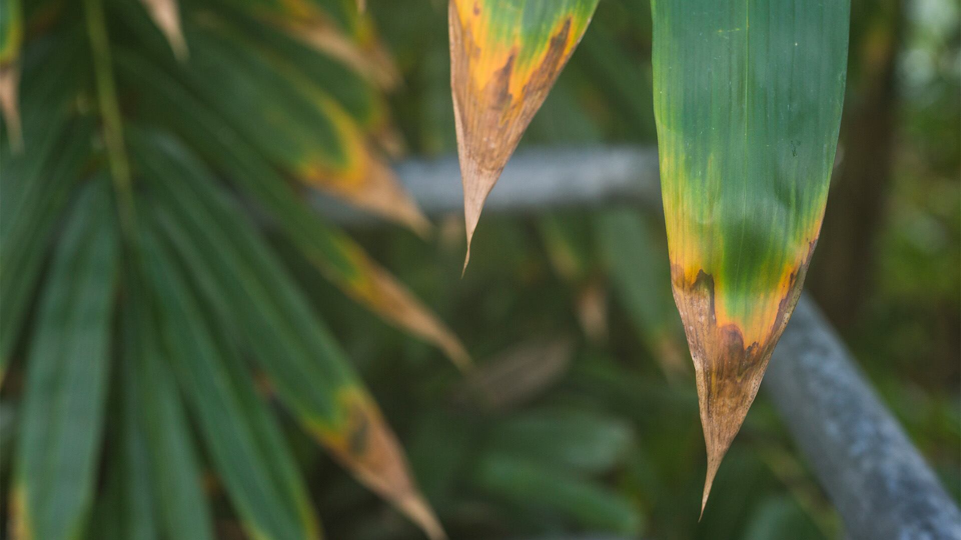 Qué significan las puntas de las hojas marrones y secas, según un experto en plantas