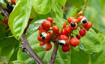 El fruto y las semillas