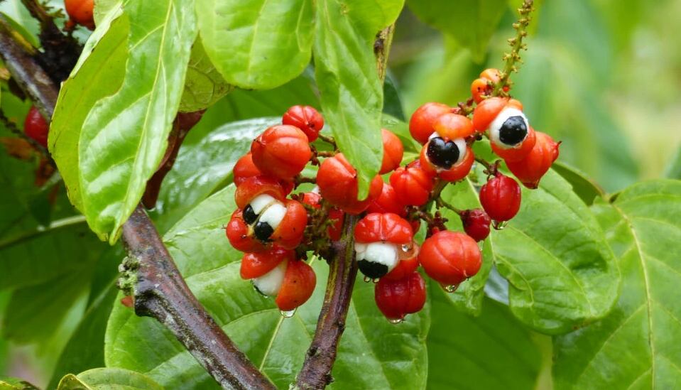 Este fruto es originario de la región del amazonas donde crecen muchas frutas exóticas poco conocidas. (Chilli No.5.com)