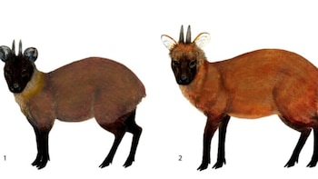 Una nueva especie de pudú