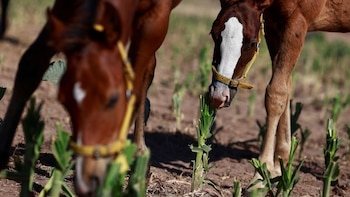 Ola de abigeato en Corrientes: