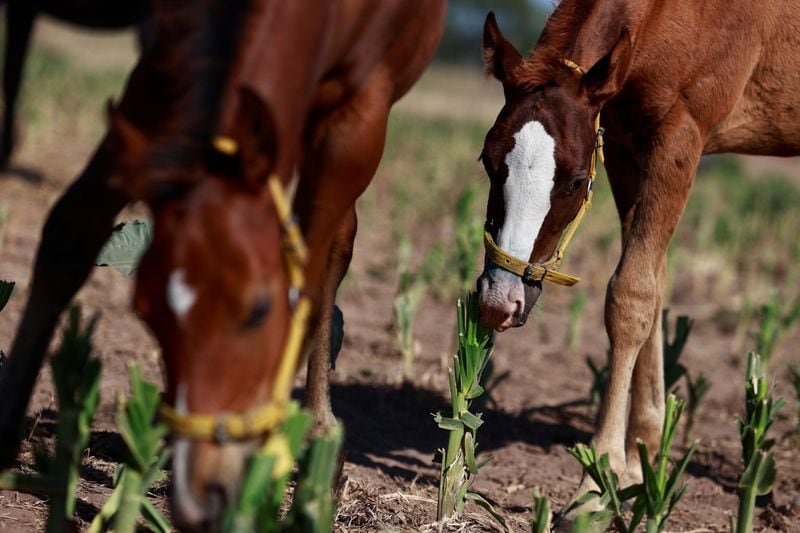 Revelan nuevos detalles sobre el plan de Zulma Guzmán en el que dos niñas fueron envenenadas con talio: había caballos de polo y más domicilios - crédito Matías Baglietto/Reuters