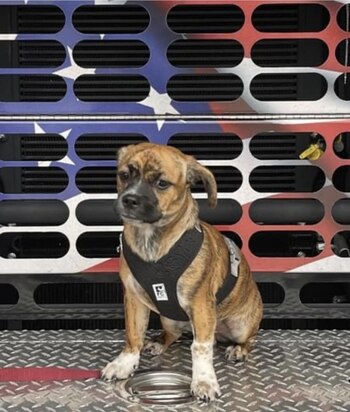 Los bomberos aseguraron que el