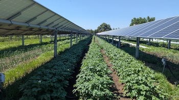 Paneles solares sobre cultivos disminuyen