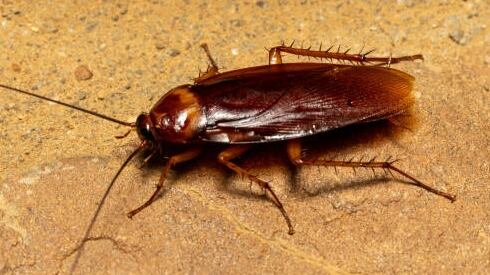 Limpieza y prevención: claves del control(Getty Images)