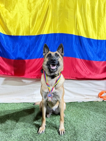 La Ungrd informó que los perros del equipo USARCOL-1 participaron en la búsqueda de personas atrapadas bajo los escombros - crédito Ungrd