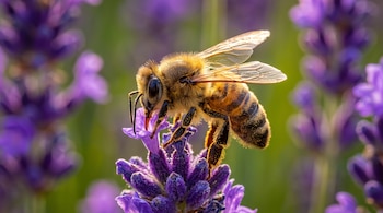 Fotografía macro de una abeja de la miel posada sobre una flor violeta de lavanda con fondo verde desenfocado.