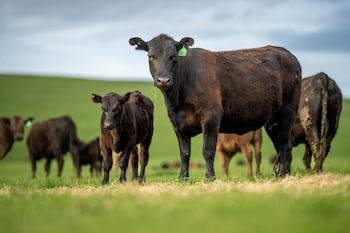 La incorporación de nuevas razas, junto con la habilitación de categorías como toros jóvenes, novillos y vaquillas, amplía el universo de producción apto para exportación bajo este régimen (Foto: Shutterstock)