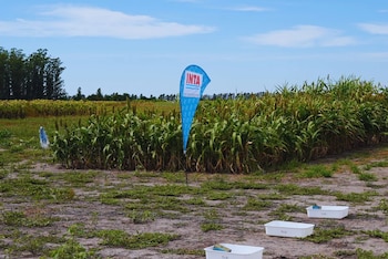 “Logramos reducir de manera significativa la cantidad de nitrógeno aplicado sin perder rendimiento. La clave fue usar información precisa del cultivo"