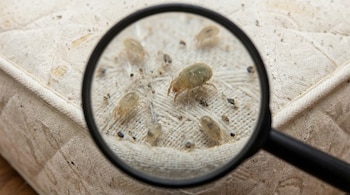 Primer plano de una lupa sobre un colchón beige sucio, mostrando varios ácaros de polvo, fibras y partículas oscuras de suciedad.